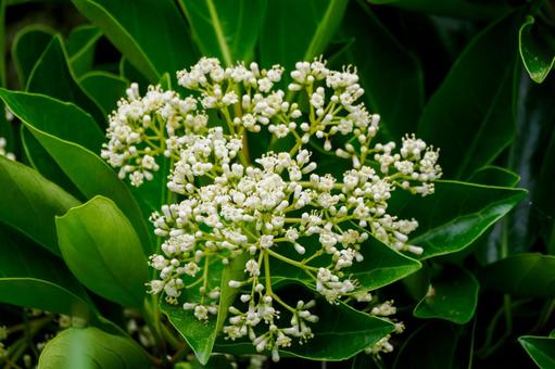 Photo, flower, early summer, sweet viburnum, 