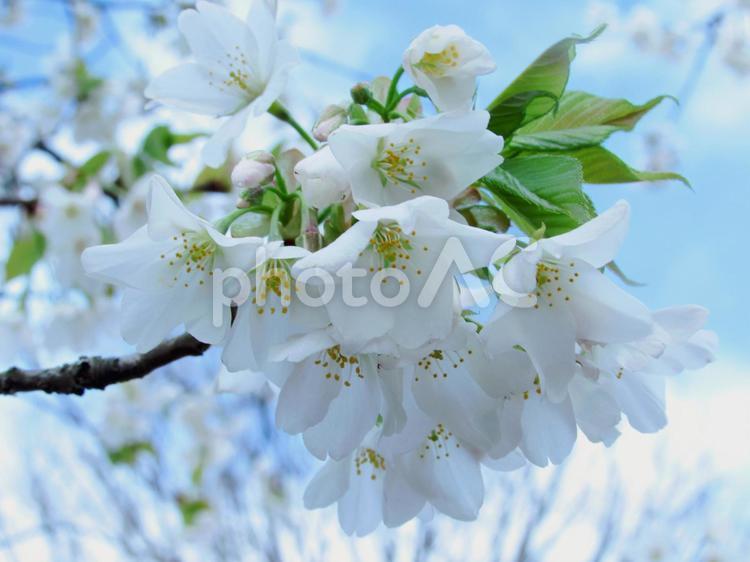 大島桜の白い花のアップ 桜,大島桜,春の写真素材