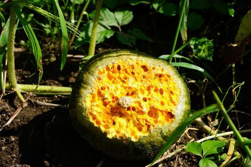 穴だらけのかぼちゃ 穴だらけのかぼちゃ 穴,かぼちゃ,野菜の写真素材
