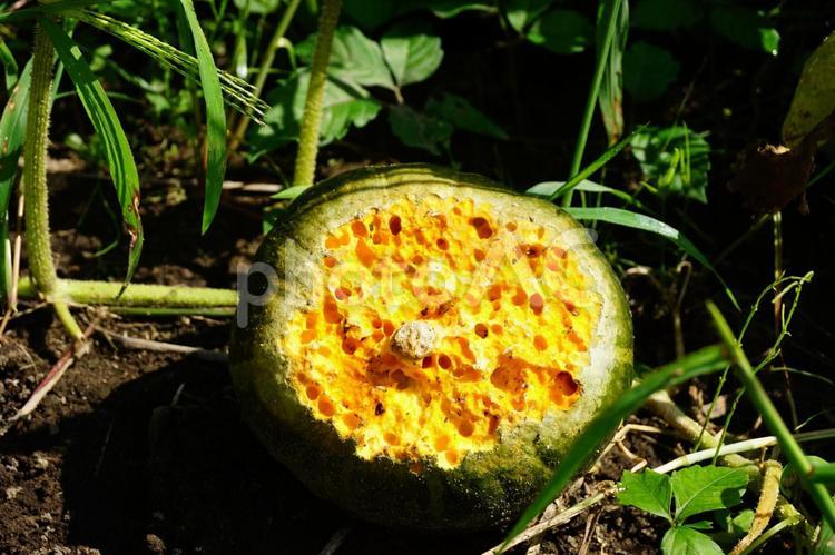 穴だらけのかぼちゃ 穴,かぼちゃ,野菜の写真素材