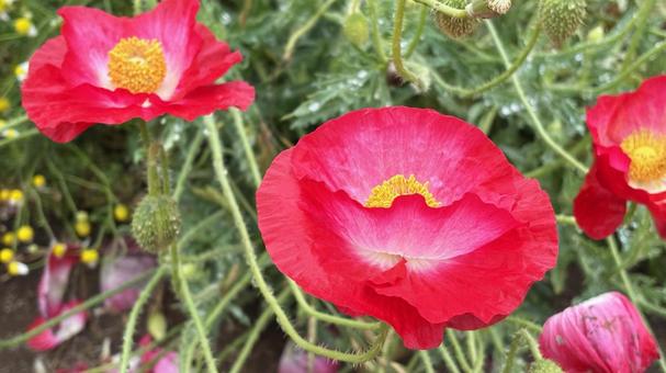 Bright Red Poppy, JPG Bright Red Poppy, JPG