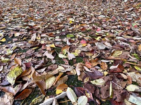 落ち葉でいっぱいの道 落ち葉,秋,枯葉の写真素材