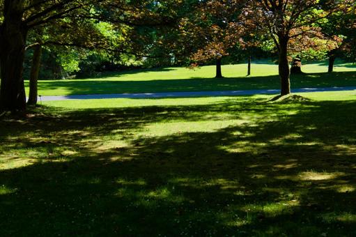 Sunny spot in the botanical garden VanDusen, JPG