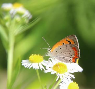 Photo, bennisimi, butterfly, small butterfly, 