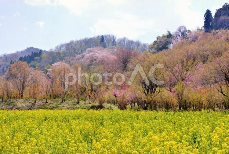 桜のある風景　 桜,自然,花の写真素材