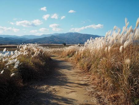 ススキに囲まれた田舎道 ススキに囲まれた田舎道の写真