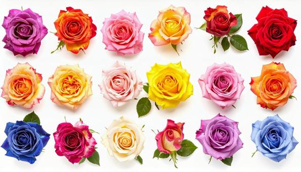 カラフルなバラの花コレクション カラフルなバラの花コレクションの写真