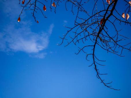 茶色く紅葉した桜の葉と青空 晩秋,青空,日射しの写真素材