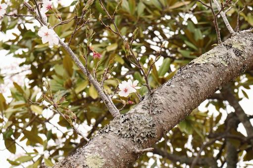 緑と桜 緑と桜 さくら,春,木の写真素材