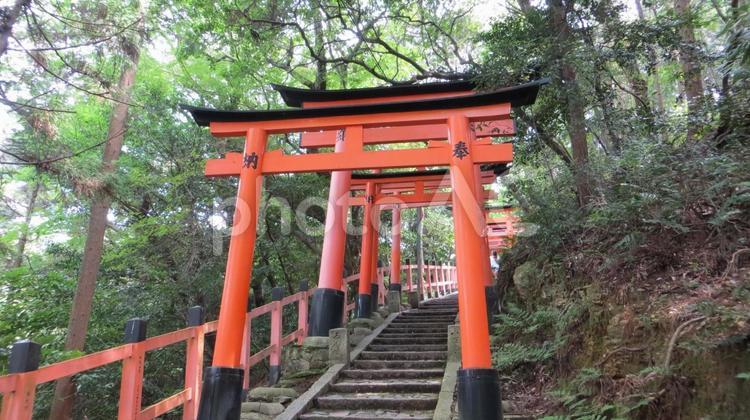 伏見稲荷大社　境内の風景　千本鳥居 伏見稲荷大社,稲荷大神,稲荷山の写真素材
