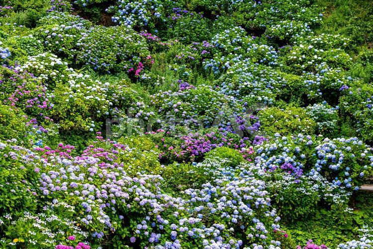 静岡県下田市　下田公園のアジサイ 下田公園,紫陽花,あじさいの写真素材
