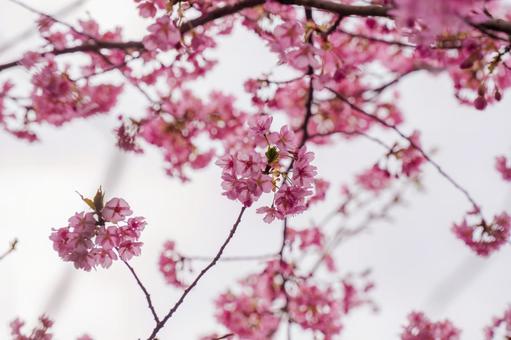 河津桜 河津桜の写真