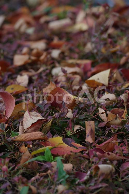落ち葉が降り積もる風景 紅葉,秋,葉っぱの写真素材