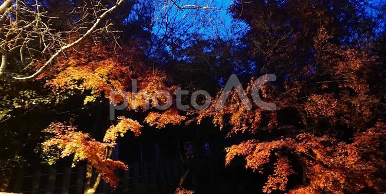 夜の紅葉 幻想的,自然,紅葉の写真素材