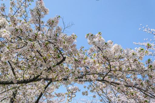 葉桜と青空 桜,葉桜,若葉の写真素材