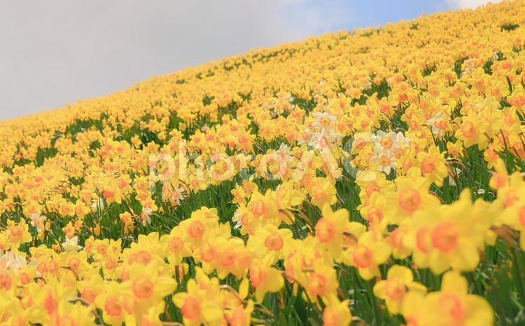 水仙が咲く丘 花,花畑,風景の写真素材