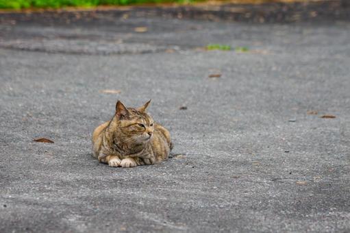 猫(133) 猫(133)の写真