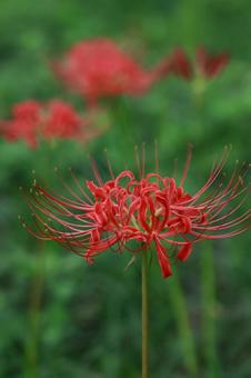 曼殊沙華 曼殊沙華の写真
