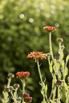 オレンジ色の花 オレンジ色の花の写真