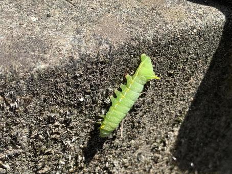 Caterpillar, larva, natural, outdoors, JPG