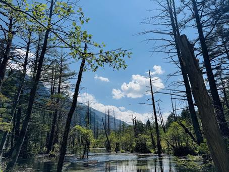 森の風景 森,風景,自然の写真素材