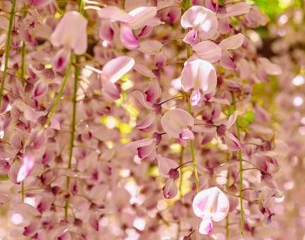 骨波田の藤棚の藤の花13 骨波田の藤棚の藤の花13の写真