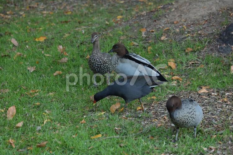 ダスキームーアヘンとマミジロカルガモ ハイイロバン,ダスキームーアヘン,マミジロカルガモの写真素材