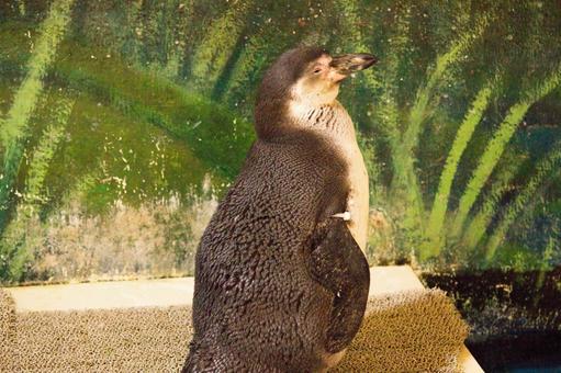 ペンギン ペンギン 何人もありません,動物,動物園の写真素材