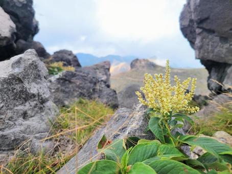 茶臼岳の高山植物ウラジロタデ 茶臼岳の高山植物ウラジロタデ 茶臼岳,山頂,高山植物の写真素材
