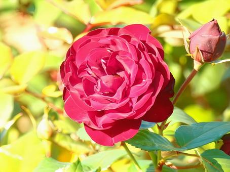 【薔薇の写真】バラの花 【薔薇の写真】バラの花の写真