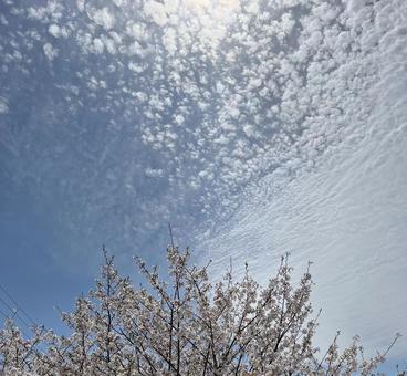 雲と桜 雲と桜の写真