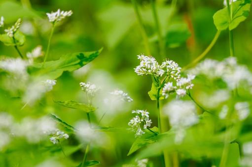 ソバの花⑶ ソバの花⑶ 花,ソバ,植物の写真素材