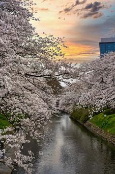 桜 桜の写真