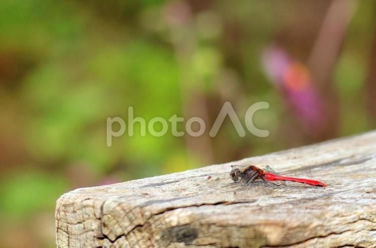 秋 赤とんぼ  昆虫  テンプレート  生き物 秋,赤とんぼ,背景の写真素材