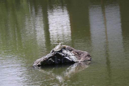 池にある石の上にかめのいる風景 池,石,亀の写真素材