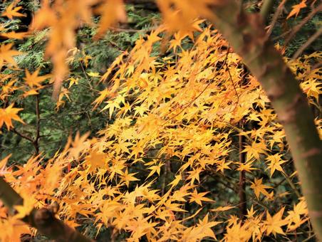 オレンジ色が鮮やかなもみじの写真