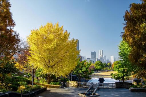 山下公園 紅葉,秋,山下公園の写真素材