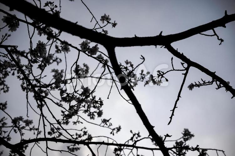 目黒川の桜 枝垂れ,しだれ,黒の写真素材