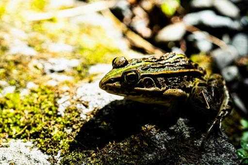 日差しを浴びるトノサマガエル 日差しを浴びるトノサマガエルの写真