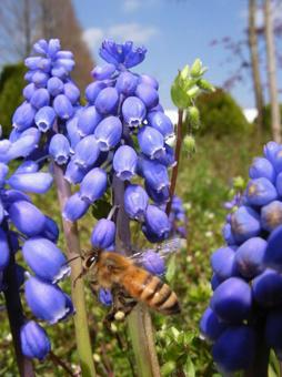 ムスカリと蜂 ムスカリと蜂の写真