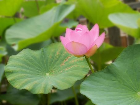 古代蓮　（銅鐸博物館　滋賀県野洲市） 蓮,小暑,二十四節季の写真素材