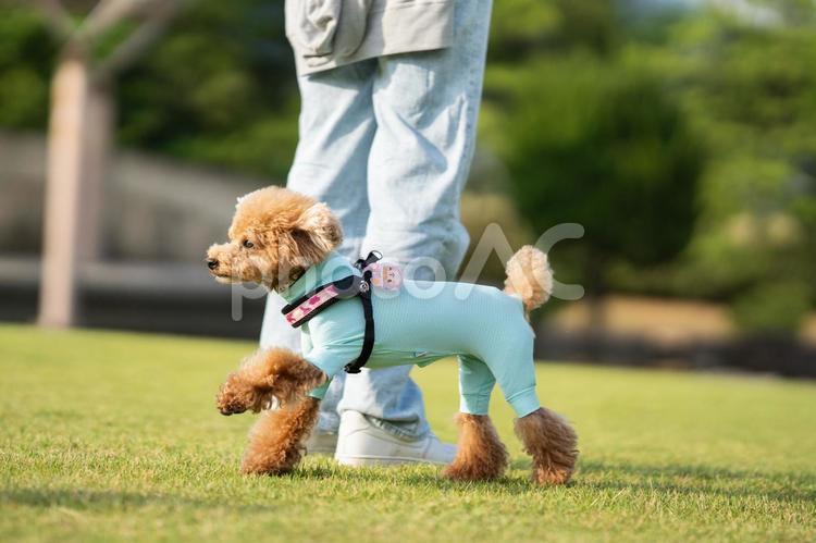 夏の公園で散歩するトイプードル トイプードル,トイプー,夏の写真素材