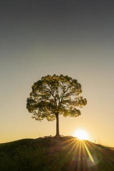 夕日とクスノキ 夕日とクスノキ クスノキ,クスの木,公園の写真素材