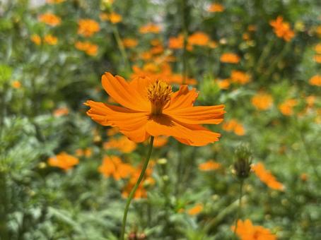 Yellow Cosmos, JPG