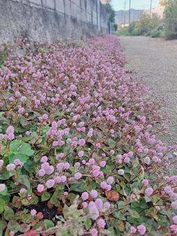 ヒメツルソバ ヒメツルソバ,可愛い,可憐の写真素材