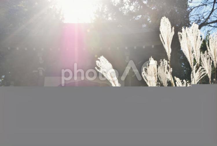 秋風に靡くすすき すすき,秋,秋風の写真素材