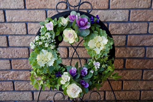 リース型の葉牡丹の寄せ植え 葉牡丹,寄せ植え,リースの写真素材