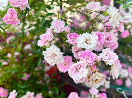 英国庭園に咲くバラ 英国庭園に咲くバラ バラ,花,庭の写真素材