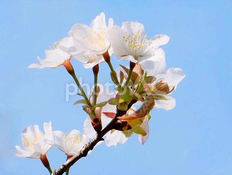 【桜の写真】名残の桜 風景 桜,さくら,サクラの写真素材