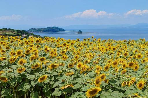 ひまわり畑 ひまわり畑 ヒマワリ,向日葵,花の写真素材